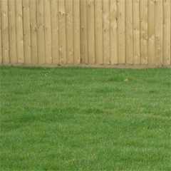 Turf Lawn